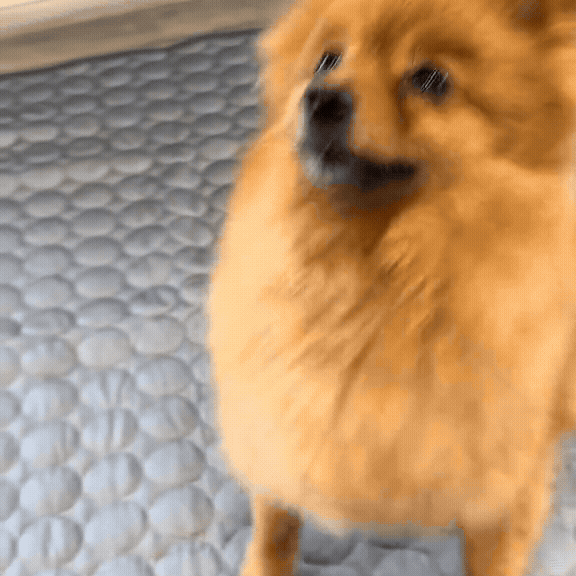 Kühlende Hundematte für den Sommer