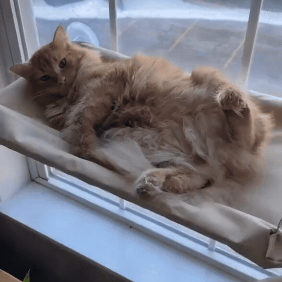 Katzenfenster Hängematte Deluxe