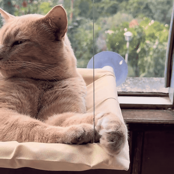 Katzenfenster Hängematte Deluxe